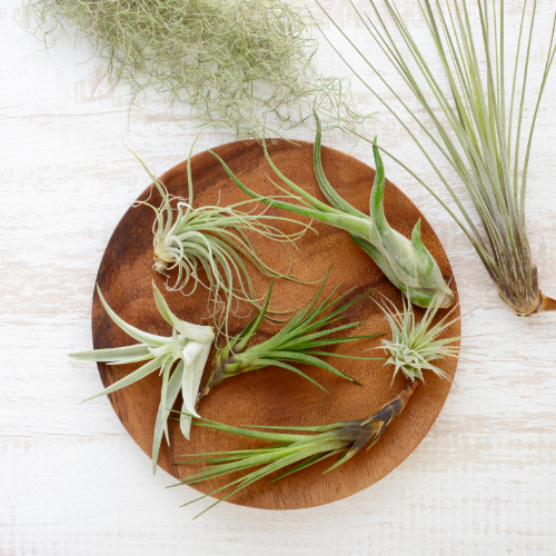 Airplants